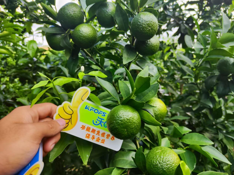硼肥對果樹的重要性你了解嗎？