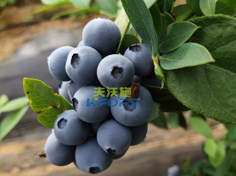 生根劑哪個(gè)好？張大哥強(qiáng)推沃葉根樂夫