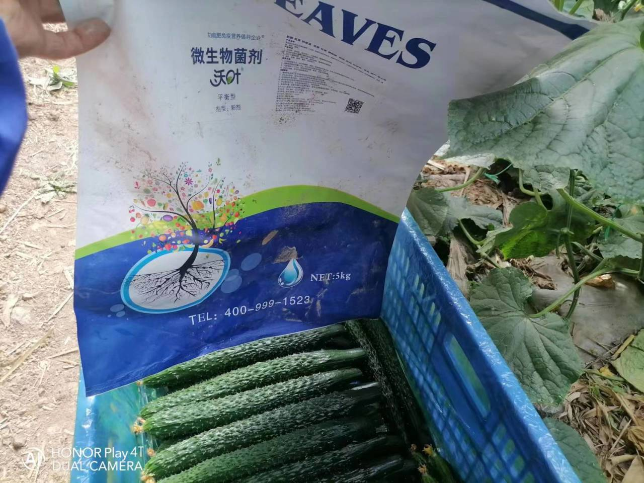 微生物菌劑用多了會(huì)燒根嗎？