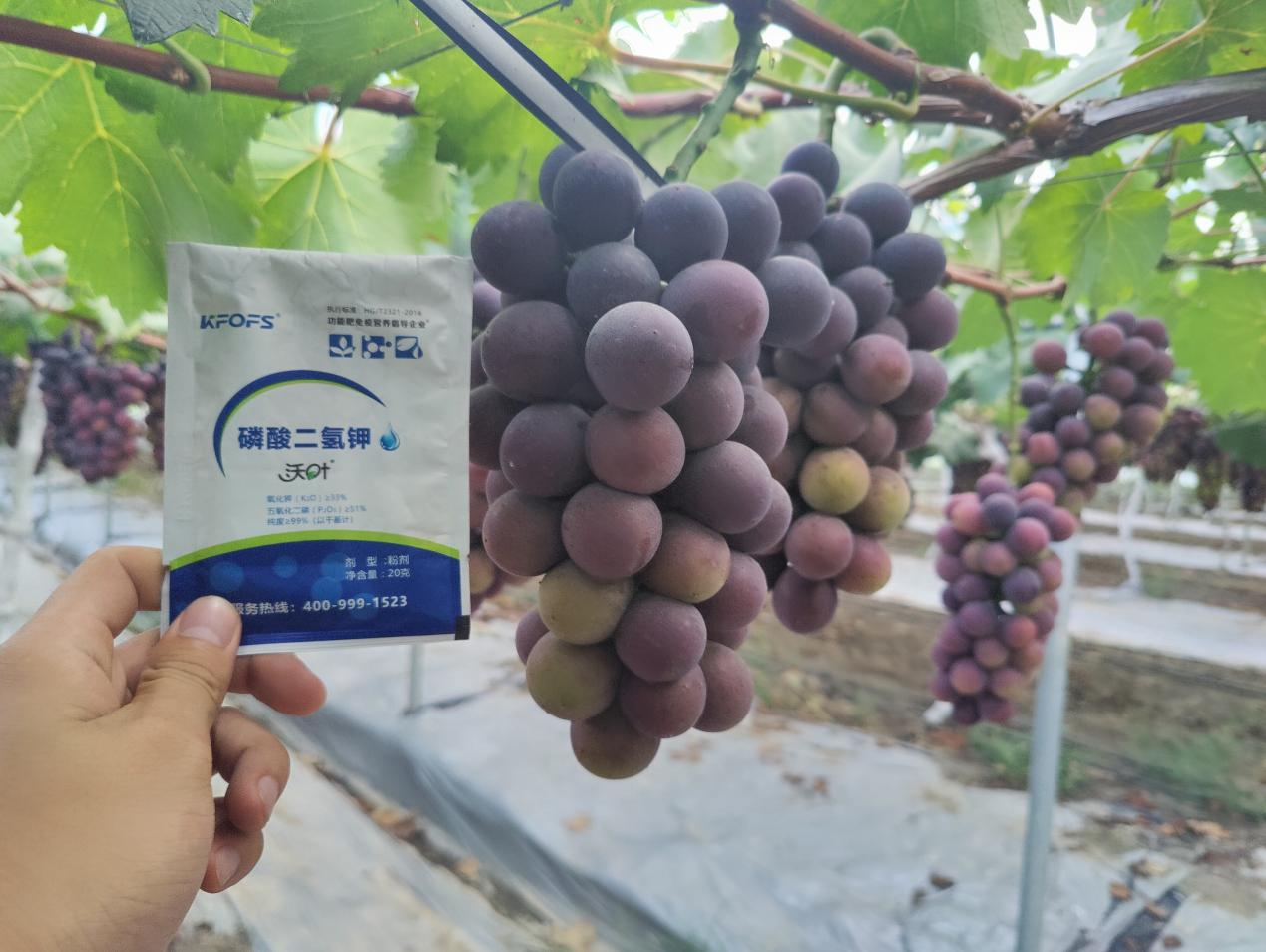 磷酸二氫鉀不能錯(cuò)過的3個(gè)時(shí)期