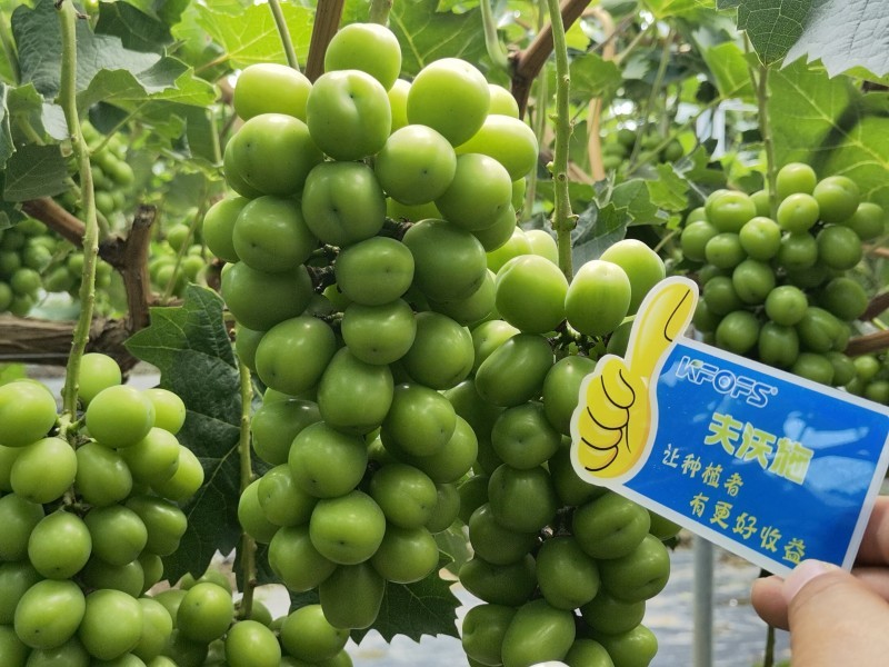 【已用】2022年7月21日，回訪地址：江蘇鹽城使用產(chǎn)品沃水寶粉劑，回訪作物：陽光玫瑰使用效果：使用沃水寶粉劑陽光果粒均勻糖度高，穗型緊湊，膨果均勻，沒有大小粒現(xiàn)象，單果粒重量以經(jīng)達(dá)到16克 (5).jpg