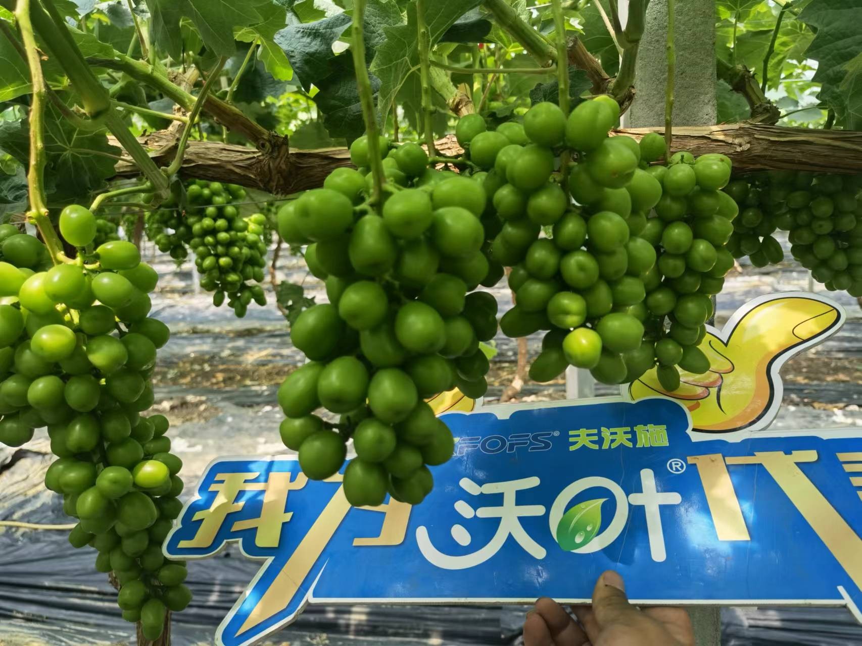 回訪時(shí)間：2022年6月26日，回訪地址：江蘇鹽城大豐使用產(chǎn)品：沃葉整套系列產(chǎn)品，回訪作物： 陽光玫瑰使用效果：全程使用沃葉陽光玫瑰，樹勢(shì)健壯，葉片寬大濃綠、肥厚。果穗漂亮，預(yù)計(jì)畝產(chǎn)6000斤。 (9).jpg