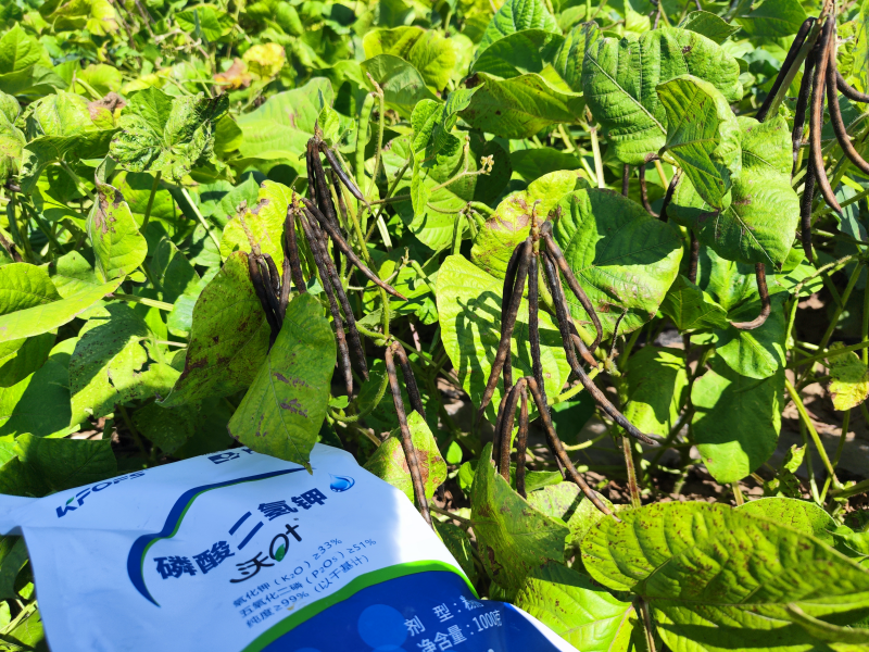 葉面肥在綠豆效果怎么樣？
