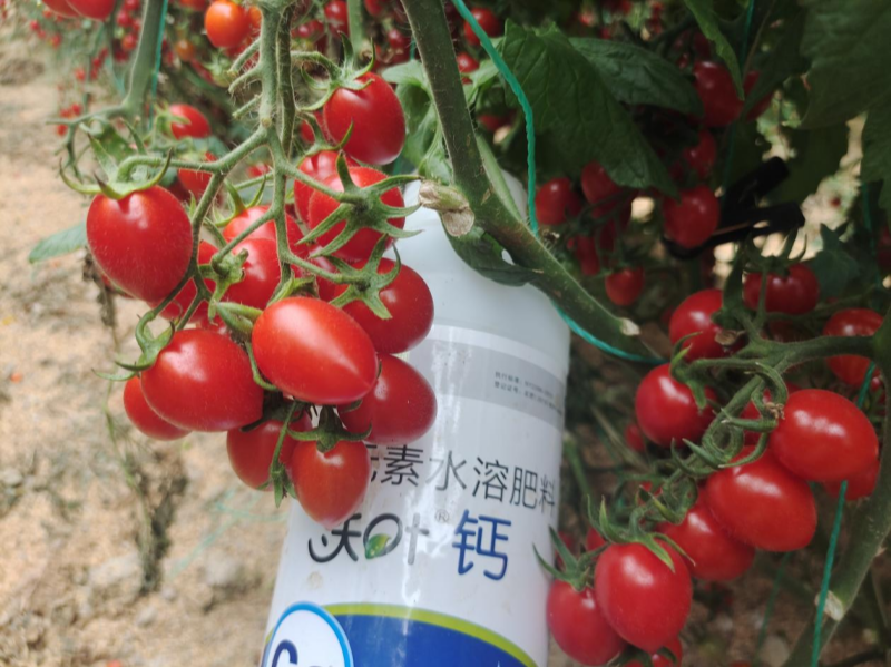 鈣肥有哪些？