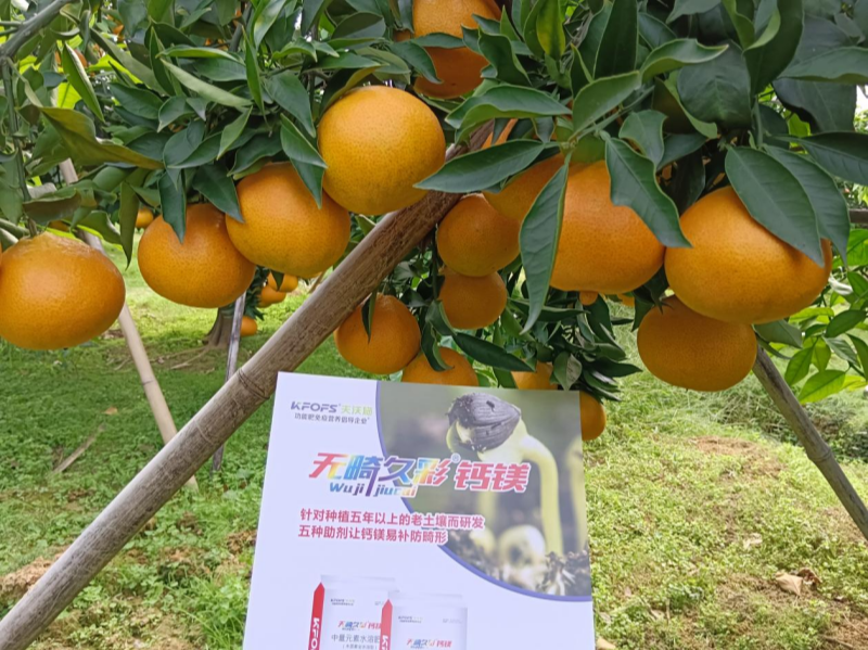 調(diào)節(jié)土壤酸堿度的肥料-柑橘用無畸久彩鈣鎂效果.png