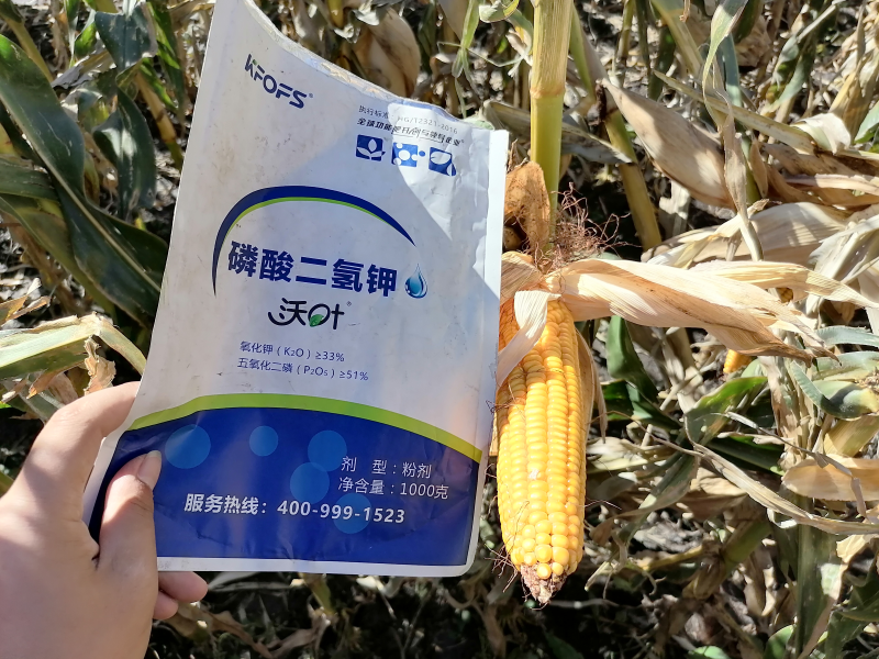 磷酸二氫鉀在玉米上效果怎么樣？