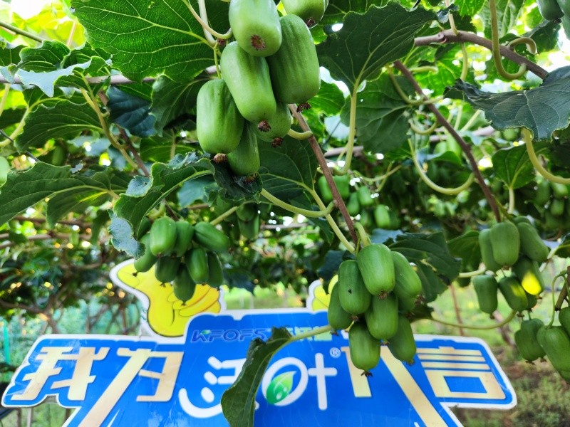 葉面肥效果怎么樣？看這篇
