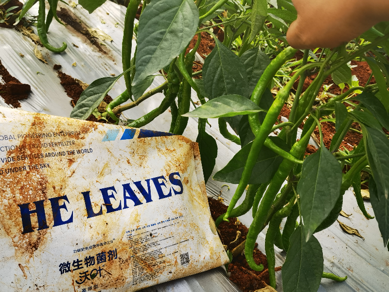 微生物菌劑在辣椒上效果怎么樣？