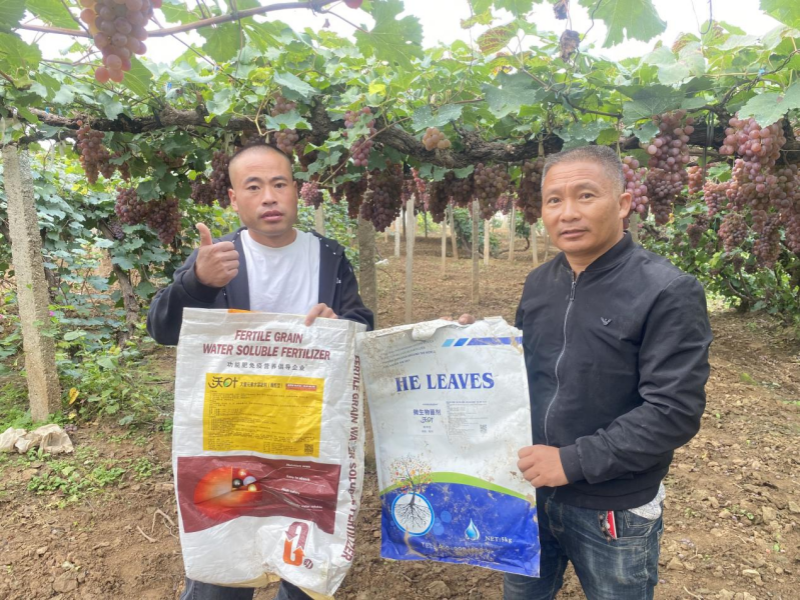 顆粒水溶肥-葡萄用戶見(jiàn)證.png