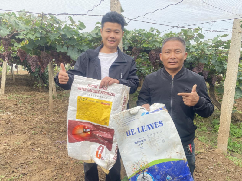 顆粒水溶肥-葡萄用戶見(jiàn)證1.png