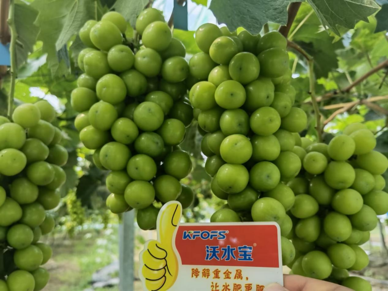葡萄小苗如何施肥？
