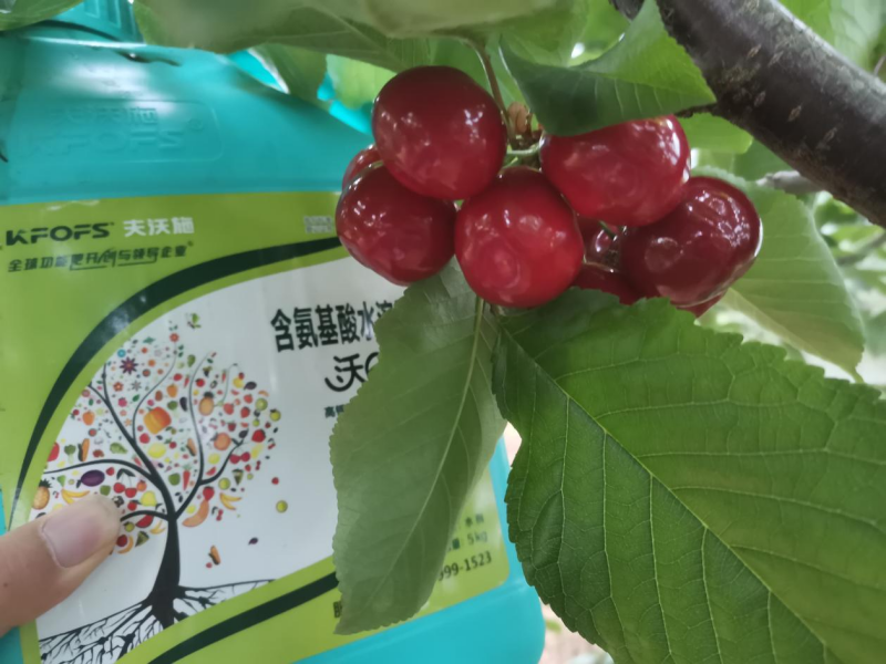 櫻桃樹春季施肥方法與時(shí)間-櫻桃用沃葉流體肥效果.png