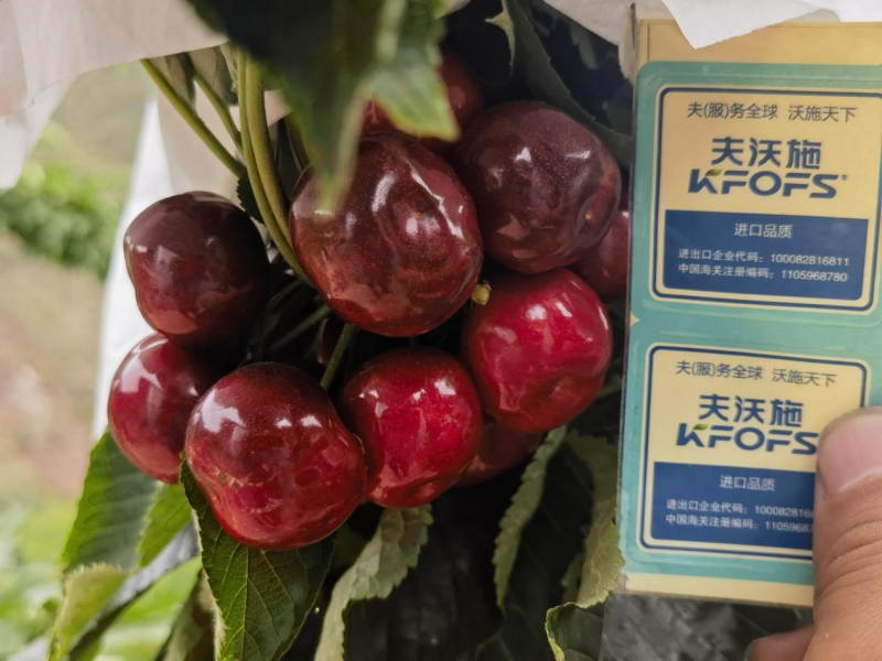 櫻桃樹春季施肥方法與時(shí)間-櫻桃用夫沃施功能肥效果.png