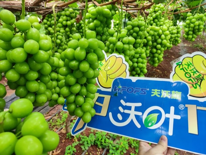 水溶肥選對(duì)了，葡萄種植不用愁