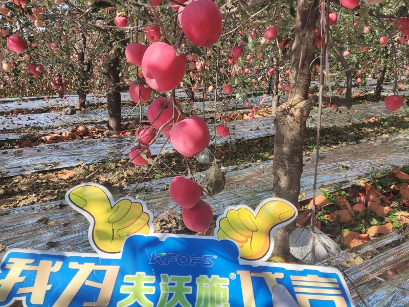 葉面肥你會用嗎？