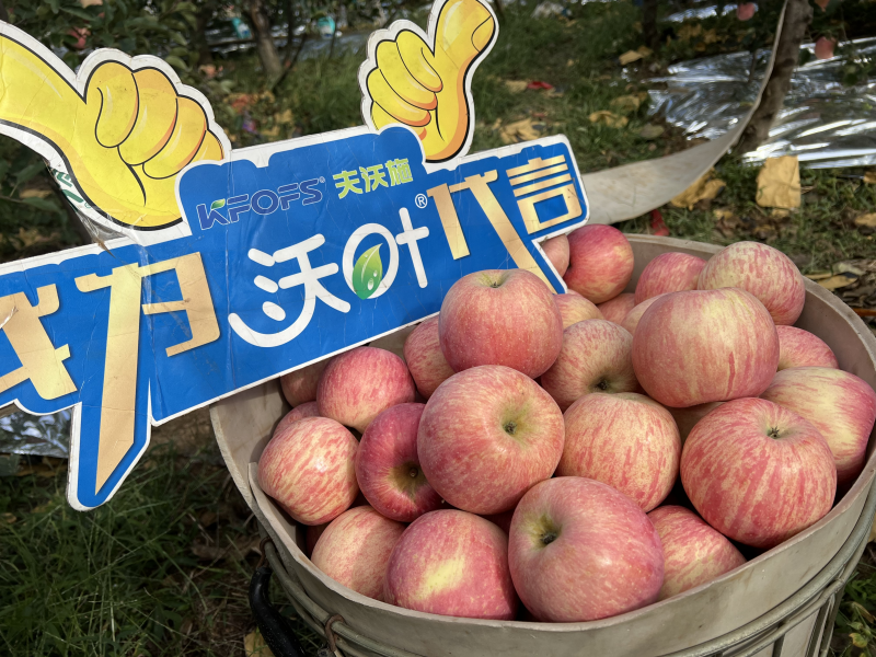 葉面肥什么時候打效果好-沃葉蘋果1.png
