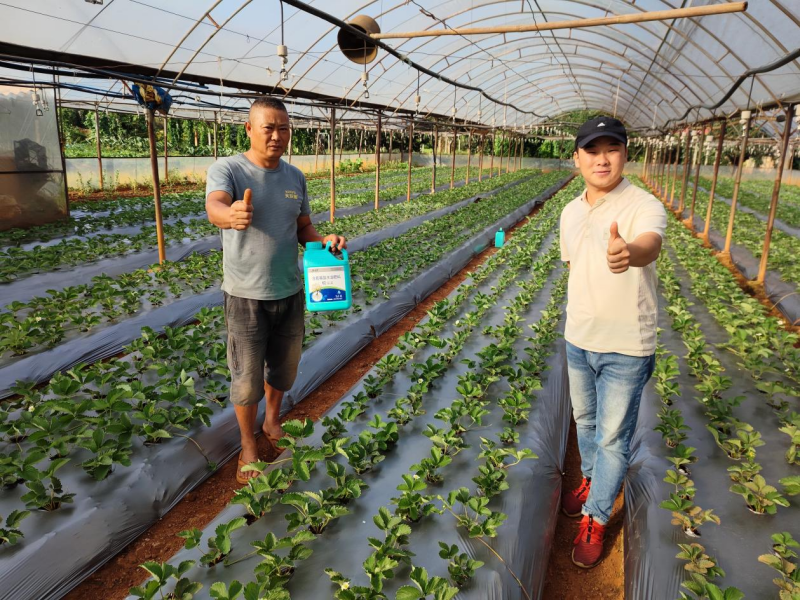 草莓施肥用什么肥料好？