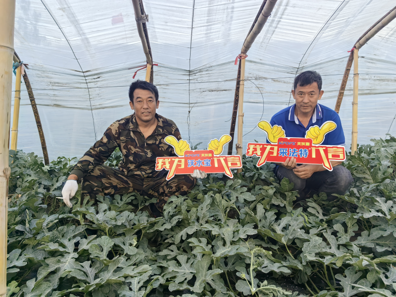 微生物菌劑的作用與功效，一起剖析