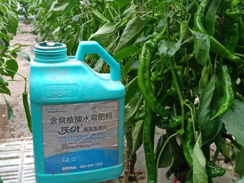 魚(yú)蛋白水溶肥的作用-沃葉辣椒效果.png
