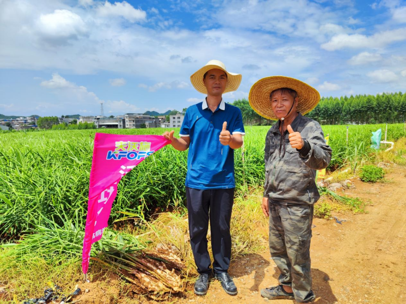 魚蛋白水溶肥為什么能調(diào)理大姜莖基腐？