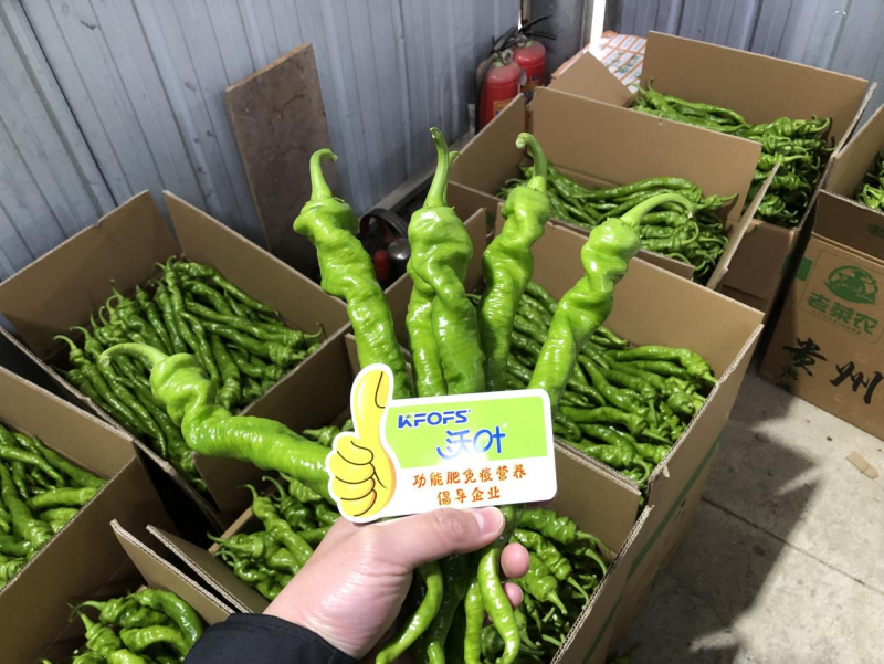 種辣椒用什么肥料比較好？