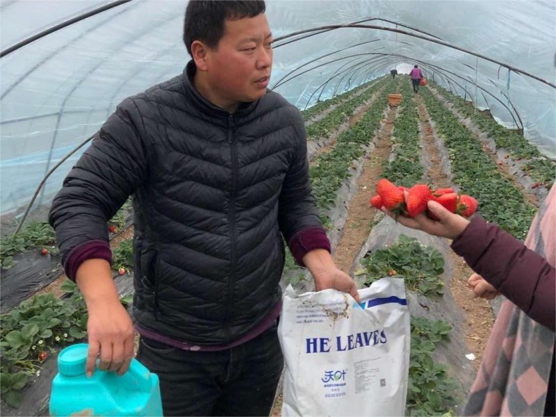 草莓上什么肥料結(jié)的好？