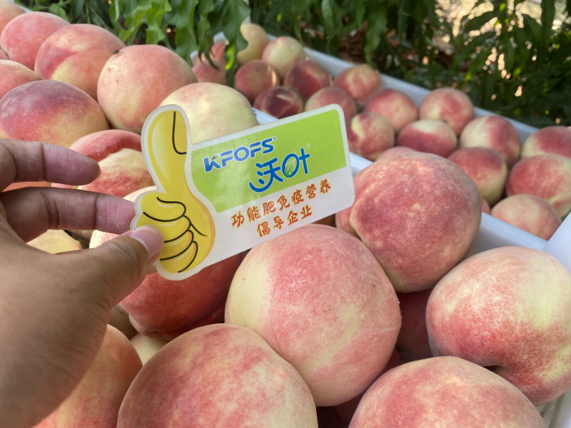 桃樹春季施肥時間和方法-沃葉桃樹1.png