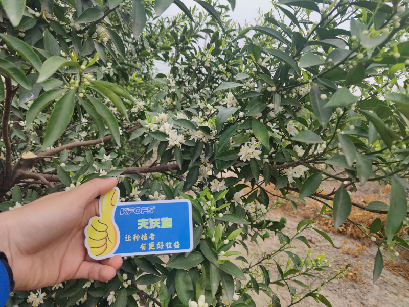 ?；ū９~面肥-新會柑效果.png